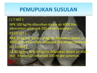 PEMUPUKAN SUSULANPEMUPUKAN SUSULAN
• I ( 7 HST )
NPK 100 kg/Ha dilarutkan dalam air 4000 liter,
dikocorkan sebanyak 200 ml per tanaman.
• II ( 14 HST )
NPK 20 kg/Ha, Boron 10 kg/Ha dilarutkan dalam air
4000 liter, dikocorkan sebanyak 200 ml per tanaman.
• III ( 21 HST )
ZA 30 kg/Ha, NPK 30 kg/Ha dilarutkan dalam air 4000
liter, dikocorkan sebanyak 200 ml per tanaman.
 