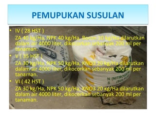 PEMUPUKAN SUSULANPEMUPUKAN SUSULAN
• IV ( 28 HST )
ZA 40 kg/Ha, NPK 40 kg/Ha, Boron 10 kg/Ha dilarutkan
dalam air 4000 liter, dikocorkan sebanyak 200 ml per
tanaman.
• V ( 35 HST )
ZA 30 kg/Ha, NPK 50 kg/Ha, KNO3 20 kg/Ha dilarutkan
dalam air 4000 liter, dikocorkan sebanyak 200 ml per
tanaman.
• VI ( 42 HST )
ZA 30 kg/Ha, NPK 50 kg/Ha, KNO3 20 kg/Ha dilarutkan
dalam air 4000 liter, dikocorkan sebanyak 200 ml per
tanaman.
 