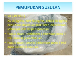 PEMUPUKAN SUSULANPEMUPUKAN SUSULAN
• VII ( 49 HST )
ZA 20 kg/Ha, NPK 50 kg/Ha, KNO3 30 kg/Ha
dilarutkan dalam air 4000 liter, dikocorkan
sebanyak 200 ml per tanaman.
• Pupuk daun ( vitabloom ) diberikan pada 7
HST dosis 8 gram/liter air.
• Pupuk daun ( atonik ) diberikan pada 7 HST
dosis 10 ml/14 liter air.
 