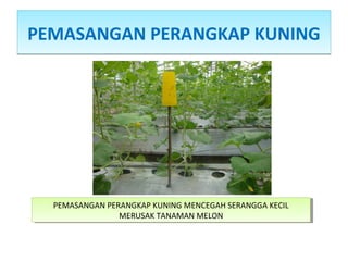 PEMASANGAN PERANGKAP KUNINGPEMASANGAN PERANGKAP KUNING
PEMASANGAN PERANGKAP KUNING MENCEGAH SERANGGA KECIL
MERUSAK TANAMAN MELON
PEMASANGAN PERANGKAP KUNING MENCEGAH SERANGGA KECIL
MERUSAK TANAMAN MELON
 