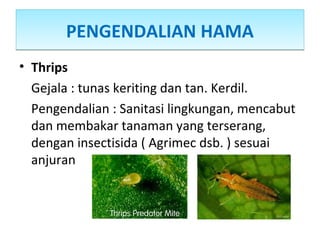 PENGENDALIAN HAMAPENGENDALIAN HAMA
• Thrips
Gejala : tunas keriting dan tan. Kerdil.
Pengendalian : Sanitasi lingkungan, mencabut
dan membakar tanaman yang terserang,
dengan insectisida ( Agrimec dsb. ) sesuai
anjuran
 