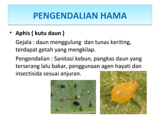 PENGENDALIAN HAMAPENGENDALIAN HAMA
• Aphis ( kutu daun )
Gejala : daun menggulung dan tunas keriting,
terdapat getah yang mengkilap.
Pengendalian : Sanitasi kebun, pangkas daun yang
terserang lalu bakar, penggunaan agen hayati dan
insectisida sesuai anjuran.
 