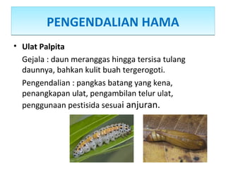 PENGENDALIAN HAMAPENGENDALIAN HAMA
• Ulat Palpita
Gejala : daun meranggas hingga tersisa tulang
daunnya, bahkan kulit buah tergerogoti.
Pengendalian : pangkas batang yang kena,
penangkapan ulat, pengambilan telur ulat,
penggunaan pestisida sesuai anjuran.
 