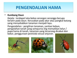 PENGENDALIAN HAMAPENGENDALIAN HAMA
• Kumbang Daun
Gejala : terdapat luka bekas serangan serangga berupa
keratin pada daun. Kerusakan pada akar atau pangkal batang
yang menyebabkan tanaman menjadi layu.
Pengendalian : pergiliran tanaman, sanitasi kebun,
pengolahan tanah yang sempurna shg mematikan telur /
pupa hama di tanah, tanaman yang terserang dicabut dan
bakar, penggunaan pestisida sesuai anjuran.
 