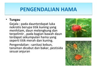 PENGENDALIAN HAMAPENGENDALIAN HAMA
• Tungau
Gejala : pada daunterdapat luka
nekrotis berupa titik kuning yang
menhitam, daun melengkung dan
terpelintir , pada bagian bawah daun
terdapat sekumpulan hama yang
seperti titik merah dan kuning.
Pengendalian : sanitasi kebun,
tanaman dicabut dan bakar, pestisida
sesuai anjuran
 