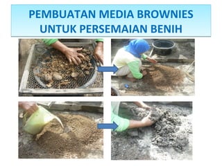 PEMBUATAN MEDIA BROWNIES
UNTUK PERSEMAIAN BENIH
PEMBUATAN MEDIA BROWNIES
UNTUK PERSEMAIAN BENIH
 