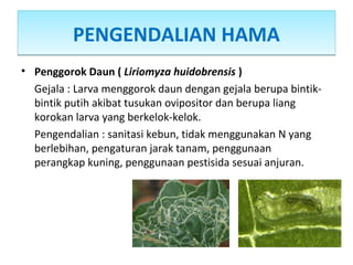 PENGENDALIAN HAMAPENGENDALIAN HAMA
• Penggorok Daun ( Liriomyza huidobrensis )
Gejala : Larva menggorok daun dengan gejala berupa bintik-
bintik putih akibat tusukan ovipositor dan berupa liang
korokan larva yang berkelok-kelok.
Pengendalian : sanitasi kebun, tidak menggunakan N yang
berlebihan, pengaturan jarak tanam, penggunaan
perangkap kuning, penggunaan pestisida sesuai anjuran.
 