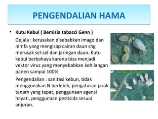 PENGENDALIAN HAMAPENGENDALIAN HAMA
• Kutu Kebul ( Bemisia tabacci Genn )
Gejala : kerusakan disebabkan imago dan
nimfa yang mengisap cairan daun shg
merusak sel-sel dan jaringan daun. Kutu
kebul berbahaya karena bisa menjadi
vektor virus yang menyebabkan kehilangan
panen sampai 100%
Pengendalian : sanitasi kebun, tidak
menggunakan N berlebih, pengaturan jarak
tanam yang tepat, penggunaan agensi
hayati, penggunaan pestisida sesuai
anjuran.
 