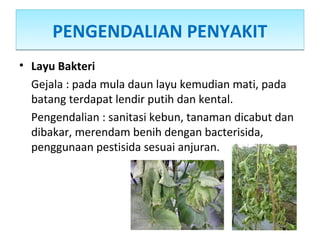 PENGENDALIAN PENYAKITPENGENDALIAN PENYAKIT
• Layu Bakteri
Gejala : pada mula daun layu kemudian mati, pada
batang terdapat lendir putih dan kental.
Pengendalian : sanitasi kebun, tanaman dicabut dan
dibakar, merendam benih dengan bacterisida,
penggunaan pestisida sesuai anjuran.
 