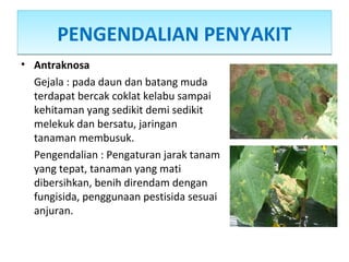 PENGENDALIAN PENYAKITPENGENDALIAN PENYAKIT
• Antraknosa
Gejala : pada daun dan batang muda
terdapat bercak coklat kelabu sampai
kehitaman yang sedikit demi sedikit
melekuk dan bersatu, jaringan
tanaman membusuk.
Pengendalian : Pengaturan jarak tanam
yang tepat, tanaman yang mati
dibersihkan, benih direndam dengan
fungisida, penggunaan pestisida sesuai
anjuran.
 