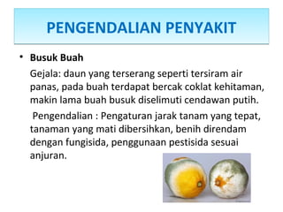 PENGENDALIAN PENYAKITPENGENDALIAN PENYAKIT
• Busuk Buah
Gejala: daun yang terserang seperti tersiram air
panas, pada buah terdapat bercak coklat kehitaman,
makin lama buah busuk diselimuti cendawan putih.
Pengendalian : Pengaturan jarak tanam yang tepat,
tanaman yang mati dibersihkan, benih direndam
dengan fungisida, penggunaan pestisida sesuai
anjuran.
 