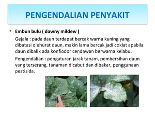 PENGENDALIAN PENYAKITPENGENDALIAN PENYAKIT
• Embun bulu ( downy mildew )
Gejala : pada daun terdapat bercak warna kuning yang
dibatasi olehurat daun, makin lama bercak jadi coklat apabila
daun dibalik ada konfiodor cendawan berwarna kelabu.
Pengendalian : pengaturan jarak tanam, pembersihan daun
yang terserang, tanaman dicabut dan dibakar, penggunaan
pestisida.
 
