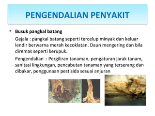 PENGENDALIAN PENYAKITPENGENDALIAN PENYAKIT
• Busuk pangkal batang
Gejala : pangkal batang seperti tercelup minyak dan keluar
lendir berwarna merah kecoklatan. Daun mengering dan bila
diremas seperti kerupuk.
Pengendalian : Pergiliran tanaman, pengaturan jarak tanam,
sanitasi lingkungan, pencabutan tanaman yang terserang dan
dibakar, penggunaan pestisida sesuai anjuran
 