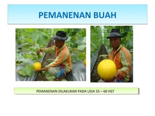 PEMANENAN BUAHPEMANENAN BUAH
PEMANENAN DILAKUKAN PADA USIA 55 – 60 HSTPEMANENAN DILAKUKAN PADA USIA 55 – 60 HST
 
