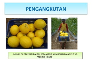 PENGANGKUTANPENGANGKUTAN
MELON DILETAKKAN DALAM KERANJANG, KEMUDIAN DIANGKUT KE
PACKING HOUSE
MELON DILETAKKAN DALAM KERANJANG, KEMUDIAN DIANGKUT KE
PACKING HOUSE
 