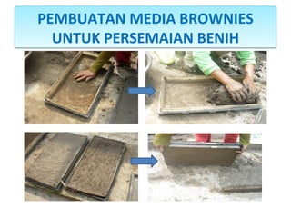 PEMBUATAN MEDIA BROWNIES
UNTUK PERSEMAIAN BENIH
PEMBUATAN MEDIA BROWNIES
UNTUK PERSEMAIAN BENIH
 