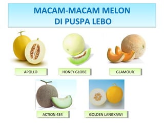 MACAM-MACAM MELON
DI PUSPA LEBO
MACAM-MACAM MELON
DI PUSPA LEBO
APOLLOAPOLLO HONEY GLOBEHONEY GLOBE GLAMOURGLAMOUR
ACTION 434ACTION 434 GOLDEN LANGKAWIGOLDEN LANGKAWI
 