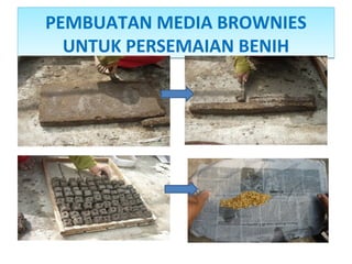 PEMBUATAN MEDIA BROWNIES
UNTUK PERSEMAIAN BENIH
PEMBUATAN MEDIA BROWNIES
UNTUK PERSEMAIAN BENIH
 