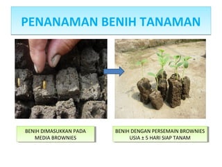 PENANAMAN BENIH TANAMANPENANAMAN BENIH TANAMAN
BENIH DENGAN PERSEMAIN BROWNIES
USIA ± 5 HARI SIAP TANAM
BENIH DENGAN PERSEMAIN BROWNIES
USIA ± 5 HARI SIAP TANAM
BENIH DIMASUKKAN PADA
MEDIA BROWNIES
BENIH DIMASUKKAN PADA
MEDIA BROWNIES
 