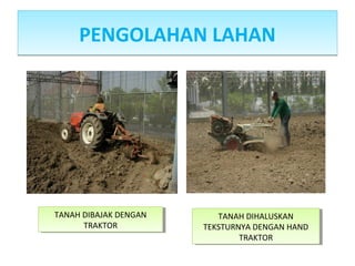 PENGOLAHAN LAHANPENGOLAHAN LAHAN
TANAH DIBAJAK DENGAN
TRAKTOR
TANAH DIBAJAK DENGAN
TRAKTOR
TANAH DIHALUSKAN
TEKSTURNYA DENGAN HAND
TRAKTOR
TANAH DIHALUSKAN
TEKSTURNYA DENGAN HAND
TRAKTOR
 