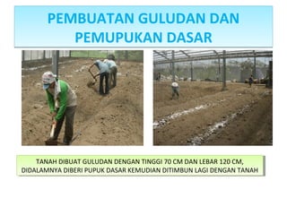 PEMBUATAN GULUDAN DAN
PEMUPUKAN DASAR
PEMBUATAN GULUDAN DAN
PEMUPUKAN DASAR
TANAH DIBUAT GULUDAN DENGAN TINGGI 70 CM DAN LEBAR 120 CM,
DIDALAMNYA DIBERI PUPUK DASAR KEMUDIAN DITIMBUN LAGI DENGAN TANAH
TANAH DIBUAT GULUDAN DENGAN TINGGI 70 CM DAN LEBAR 120 CM,
DIDALAMNYA DIBERI PUPUK DASAR KEMUDIAN DITIMBUN LAGI DENGAN TANAH
 