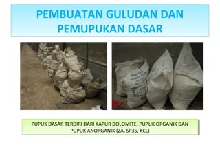 PEMBUATAN GULUDAN DAN
PEMUPUKAN DASAR
PEMBUATAN GULUDAN DAN
PEMUPUKAN DASAR
PUPUK DASAR TERDIRI DARI KAPUR DOLOMITE, PUPUK ORGANIK DAN
PUPUK ANORGANIK (ZA, SP35, KCL)
PUPUK DASAR TERDIRI DARI KAPUR DOLOMITE, PUPUK ORGANIK DAN
PUPUK ANORGANIK (ZA, SP35, KCL)
 