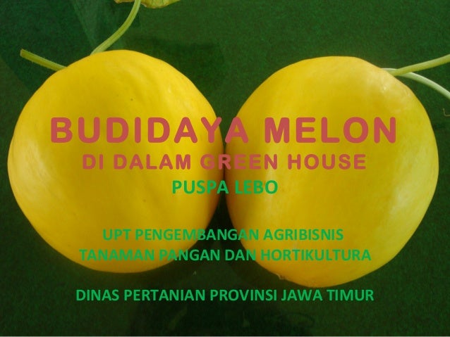  Budidaya melon di puspa lebo