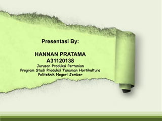 Presentasi By:
HANNAN PRATAMA
A31120138
Jurusan Produksi Pertanian
Program Studi Produksi Tanaman Hortikultura
Politeknik Negeri Jember
 