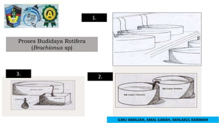 Budidaya Rotifera Brachionus sp.pptx
