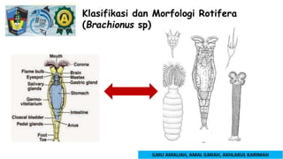 Budidaya Rotifera Brachionus sp.pptx