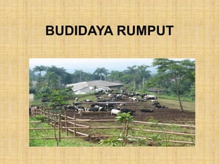 BUDIDAYA RUMPUT
 