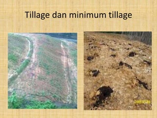 Tille Rumput Budidaya rumput | PPTX