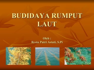 BUDIDAYA RUMPUT
LAUT
Oleh :
Restu Putri Astuti, S.Pi
 