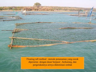 Budidaya Rumput Laut.ppt