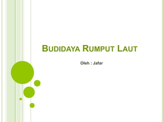 BUDIDAYA RUMPUT LAUT
Oleh : Jafar
 