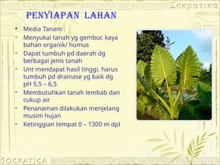 PENYIAPAN LAHAN
 Media Tanam :
- Menyukai tanah yg gembur, kaya
bahan organik/ humus
- Dapat tumbuh pd daerah dg
berbagai jenis tanah
- Unt mendapat hasil tinggi, harus
tumbuh pd drainase yg baik dg
pH 5,5 – 6,5
- Membutuhkan tanah lembab dan
cukup air
- Penanaman dilakukan menjelang
musim hujan
- Ketinggian tempat 0 – 1300 m dpl
 