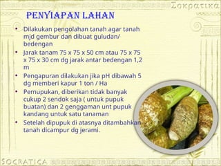 PENYIAPAN LAHAN
 Dilakukan pengolahan tanah agar tanah
mjd gembur dan dibuat guludan/
bedengan
 Jarak tanam 75 x 75 x 50 cm atau 75 x 75
x 75 x 30 cm dg jarak antar bedengan 1,2
m
 Pengapuran dilakukan jika pH dibawah 5
dg memberi kapur 1 ton / Ha
 Pemupukan, diberikan tidak banyak
cukup 2 sendok saja ( untuk pupuk
buatan) dan 2 genggaman unt pupuk
kandang untuk satu tanaman
 Setelah dipupuk di atasnya ditambahkan
tanah dicampur dg jerami.
 
