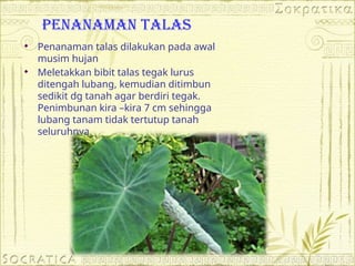 PENanaman talas
 Penanaman talas dilakukan pada awal
musim hujan
 Meletakkan bibit talas tegak lurus
ditengah lubang, kemudian ditimbun
sedikit dg tanah agar berdiri tegak.
Penimbunan kira –kira 7 cm sehingga
lubang tanam tidak tertutup tanah
seluruhnya.
 
