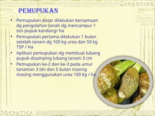 Pemupukan
 Pemupukan dasar dilakukan bersamaan
dg pengolahan tanah dg mencampur 1
ton pupuk kandang/ ha
 Pemupukan pertama dilakukan 1 bulan
setelah tanam dg 100 kg urea dan 50 kg
TSP / Ha
 Aplikasi pemupukan dg membuat lubang
pupuk disamping lubang tanam 3 cm
 Pemupukan ke-2 dan ke-3 pada umur
tanaman 3 bln dan 5 bulan masing
masing menggunakan urea 100 kg / ha
 