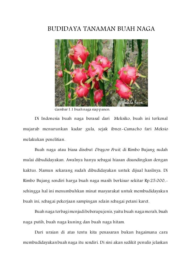 Contoh Teks Laporan Hasil Observasi Tentang Buah Naga - Kumpulan Contoh