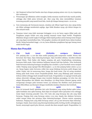 1. Ajir (lanjaran) terbuat dari bambu atau kayu dengan panjang antara 100-175 cm, tergantung
dari varietasnya.
2. Pemasangan ajir dilakukan sedini mungkin, ketika tanaman masih kecil akar masih pendek,
sehingga akar tidak putus tertusuk ajir. Akar yang luka akan memudahkan tanaman
terserang penyakit yang masuk lewat luka. Jarak ajir dengan batang tomat ± 10-20 cm.
3. Cara memasang ajir bermacam-macam, misalnya ajir dibuat tegak lurus atau ujung kedua
ajir diikat sehingga membentuk segitiga. Agar tidak dimakan rayap, ajir diolesi dengan ter
atau minyak tanah.
4. Tanaman tomat yang telah mencapai ketinggian 10-15 cm harus segera diikat pada ajir.
Pengikatan jangan terlalu erat yang penting tanaman tomat dapat berdiri. Pengikatan
dilakukan dengan model angka 8 sehingga tidak terjadi gesekan antara batang tomat dengan
ajir yang dapat menimbulkan luka. Tali pengikat, misalnya tali plastik harus dalam keadaan
bersih. Setiap bertambah tinggi ± 20 cm, harus dilakukan pengikatan lagi agar batang tomat
selalu berdiri tegak.
Hama dan Penyakit
1. Ulat buah tomat (Heliothis armigera Hubner)
Ciri: panjang ulat ± 4 cm dan akan makin panjang pada temperatur rendah. Warna ulat
bervariasi dari hijau, hijau kekuning-kuningan, hijau kecoklat-coklatan, kecoklat-coklatan
sampai hitam. Pada badan ulat bagian samping ada garis bergelombang memanjang,
berwarna lebih muda. Pada tubuhnya kelihatan banyak kutil dan berbulu. Telur berbentuk
bulat berwarna kekuning-kuningan mengkilap dan sesudah 2-4 hari berubah warna menjadi
coklat. Panjang sayap ngengat bila dibentangkan ± 4 cm dan panjang badan antara 1,5-2,0
cm. Sayap bagian muka berwarna coklat dan sayap belakang berwarna putih dengan tepi
coklat. Gejala: ulat ini menyerang daun, bunga dan buah tomat. Ulat ini sering membuat
lobang pada buah tomat secara berpindah-pindah. Buah yang dilubangi pada umumnya
terkena infeksi sehingga buah menjadi busuk lunak. Pengendalian: (1) ngengat tertarik pada
cahaya ultraviolet sehingga dengan sinar tersebut diadakan perangkap; (2) telur dan ulat
adapat dikumpulkan dan dibakar atau dimatikan; (3) ditepi kebun ditanam jagung untuk
mengurangi serangan pada tanaman tomat; (4) tanaman liar disekitar areal pertanaman
tomat dibersihkan; (5) disemprot dengan insektisida misalnya Diazinon dan Cymbush.
2. Kutu daun apish hijau
Kutu ini termasuk famili Aphididae dari ordo Hemiptera yang sering disebut aphis tomat,
aphis tembakau atau aphis kentang. Kutu hijau ini menjadi vektor (penyalur) virus sehingga
tomat dapat terserang penyakit virus. Ciri: kutu ada yang bersayap dan ada yang tidak
bersayap. Panjang kutu yang bersayap antara 2-2,5 mm, kepala dan dadanya berwarna
coklat sampai hitam dan perutnya hijau kekuning-kuningan. Ukuran antena sepanjang
badannya. Panjang kutu yang tidak bersayap antara 1,8-2,3 mm berwarna hijau kekuning-
kuningan. Gejala: daun tomat yang diserang bentuknya jelek, keriting, kerdil, melengkung ke
bawah, menyempit seperti pita, klorosis, mosaik dan daun menjadi rapuh. Pengendalian: (1)
 