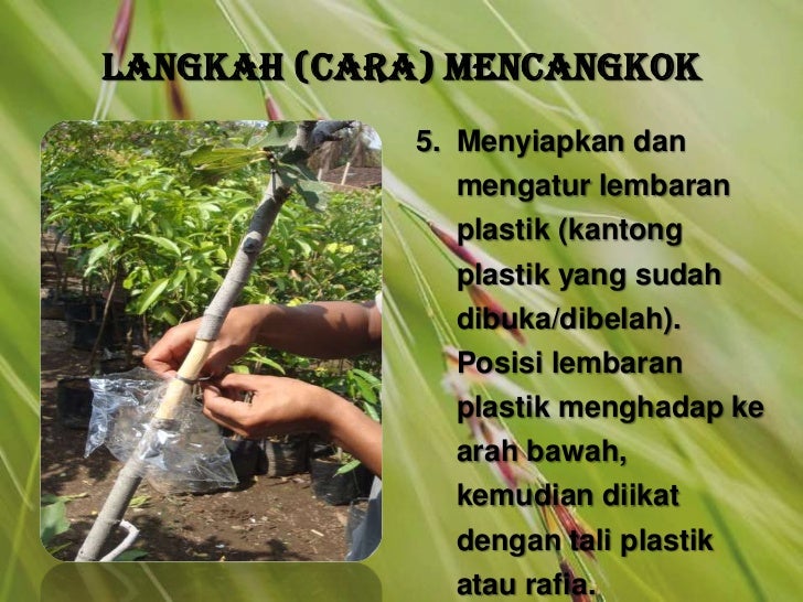 Budidaya Tanaman Cangkok