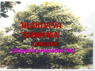 BUDIDAYA
   TANAMAN
       CENGKIH
(Eugenia aromatica OK)
 