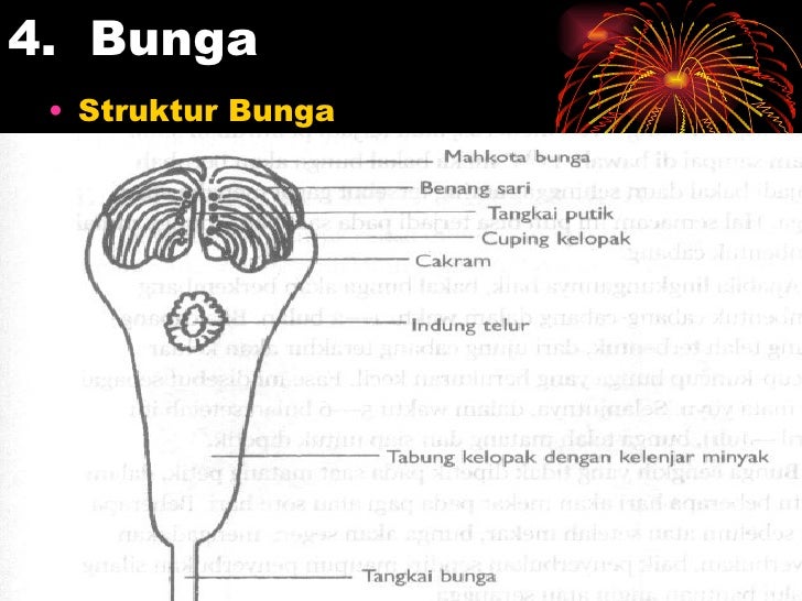 Budidaya tanaman cengkeh