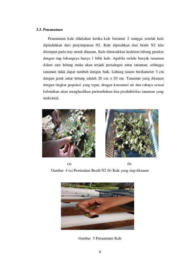 Budidaya tanaman kale brasicca oleraceae var acephala 