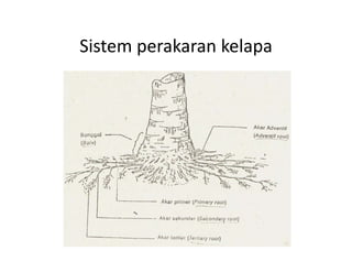 Sistem perakaran kelapa
Sistem perakaran kelapa
 