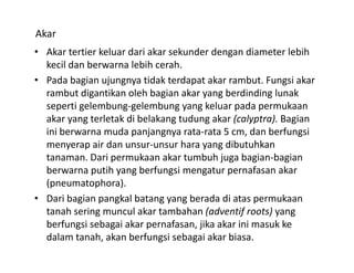 Akar 
• Akar tertier keluar dari akar sekunder dengan diameter lebih
  Akar tertier keluar dari akar sekunder dengan diameter lebih 
  kecil dan berwarna lebih cerah. 
• Pada bagian ujungnya tidak terdapat akar rambut. Fungsi akar 
          g      j g y              p                    g
  rambut digantikan oleh bagian akar yang berdinding lunak 
  seperti gelembung‐gelembung yang keluar pada permukaan 
  akar yang terletak di belakang tudung akar (calyptra). Bagian 
  akar yang terletak di belakang tudung akar (calyptra) Bagian
  ini berwarna muda panjangnya rata‐rata 5 cm, dan berfungsi 
  menyerap air dan unsur‐unsur hara yang dibutuhkan 
  tanaman. Dari permukaan akar tumbuh juga bagian‐bagian 
                        k       k     b h       b      b
  berwarna putih yang berfungsi mengatur pernafasan akar 
  (p
  (pneumatophora).
              p     )
• Dari bagian pangkal batang yang berada di atas permukaan 
  tanah sering muncul akar tambahan (adventif roots) yang 
  berfungsi sebagai akar pernafasan, jika akar ini masuk ke 
  berf ngsi sebagai akar pernafasan jika akar ini mas k ke
  dalam tanah, akan berfungsi sebagai akar biasa. 
 