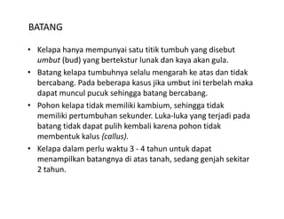 BATANG

• Kelapa hanya mempunyai satu titik tumbuh yang disebut 
  umbut (bud) yang bertekstur lunak dan kaya akan gula. 
• Batang kelapa tumbuhnya selalu mengarah ke atas dan tidak 
  bercabang. Pada beberapa kasus jika umbut ini terbelah maka 
  dapat muncul pucuk sehingga batang bercabang. 
  dapat muncul pucuk sehingga batang bercabang.
• Pohon kelapa tidak memiliki kambium, sehingga tidak 
  memiliki pertumbuhan sekunder. Luka‐luka yang terjadi pada 
  batang tidak dapat pulih kembali karena pohon tidak 
  b       id k d       lih k b li k         h    id k
  membentuk kalus {callus).
• Kelapa dalam perlu waktu 3 ‐ 4 tahun untuk dapat
  Kelapa dalam perlu waktu 3  4 tahun untuk dapat 
  menampilkan batangnya di atas tanah, sedang genjah sekitar 
  2 tahun. 
 