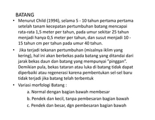 BATANG
• Menurut Child (1994), selama 5 ‐ 10 tahun pertama pertama 
                   (     ),                  p        p
  setelah tanam kecepatan pertumbuhan batang mencapai 
  rata‐rata 1,5 meter per tahun, pada umur sekitar 25 tahun 
  menjadi hanya 0,5 meter per tahun, dan susut menjadi 10 ‐
  menjadi hanya 0 5 meter per tahun dan susut menjadi 10
  15 tahun cm per tahun pada umur 40 tahun.
• Jika terjadi tekanan pertumbuhan (misalnya iklim yang 
  kering), hal ini akan berbekas pada batang yang ditandai dari 
  jarak bekas daun dan batang yang mempunyai ”pinggan”. 
  Demikian pula, bekas tataran atau luka di batang tidak dapat 
  Demikian pula bekas tataran atau luka di batang tidak dapat
  diperbaiki atau regenerasi karena pembentukan sel‐sel baru 
  tidak terjadi jika batang telah terbentuk
• Variasi morfologi Batang :
       a. Normal dengan bagian bawah membesar
       b. Pendek dan kecil, tanpa pembesaran bagian bawah
       b P d k d k il t                 b      b i b       h
       c. Pendek dan besar, dgn pembesaran bagian bawah
 