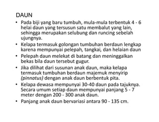DAUN
• Pada biji yang baru tumbuh mula mula terbentuk 4 6
  Pada biji yang baru tumbuh, mula‐mula terbentuk 4 ‐ 6 
  helai daun yang tersusun satu membalut yang lain, 
  sehingga merupakan selubung dan runcing sebelah 
  ujungnya. 
  ujungnya
• Kelapa termasuk golongan tumbuhan berdaun lengkap 
  karena mempunyai pelepah, tangkai, dan helaian daun
• Pelepah daun melekat di batang dan meninggalkan 
  bekas bila daun tersebut gugur.
• Jika dilihat dari susunan anak daun maka kelapa
  Jika dilihat dari susunan anak daun, maka kelapa 
  termasuk tumbuhan berdaun majemuk menyirip 
  (pinnatus) dengan anak daun berbentuk pita. 
• Kelapa dewasa mempunyai 30 40 daun pada tajuknya
                               30‐40 daun pada tajuknya. 
  Secara umum setiap daun mempunyai panjang 5 ‐ 7 
  meter dengan 200 ‐ 300 anak daun. 
• Panjang anak daun bervariasi antara 90 ‐ 135 cm. 
                kd      b
 